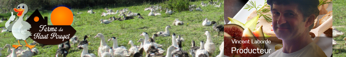 élevage de canard en plein air